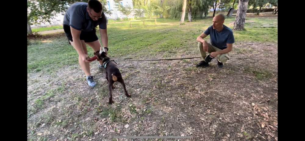 Hundeauslaufgebiet-Dog-Intelligence-Academy-Bild