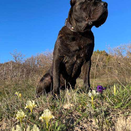 Hundeauslaufgebiet-Dog-Intelligence-Academy-Bild