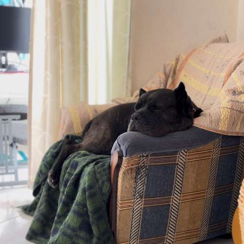 Hundeauslaufgebiet-Dog-Intelligence-Academy-Bild