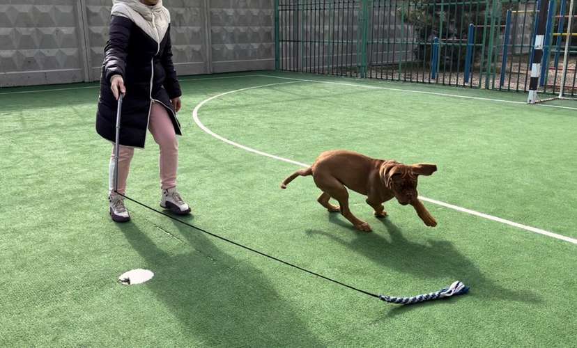 Hundeauslaufgebiet-Dog-Intelligence-Academy-Bild