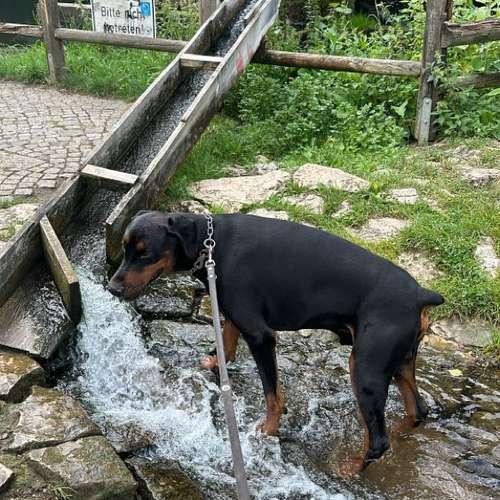 Hundeauslaufgebiet-Dog-Intelligence-Academy-Bild