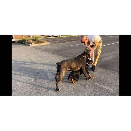 Hundeauslaufgebiet-Dog-Intelligence-Academy-Bild