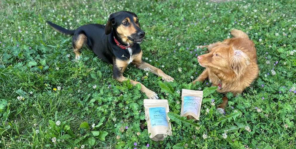 Hundeauslaufgebiet-PuriPet-Bild