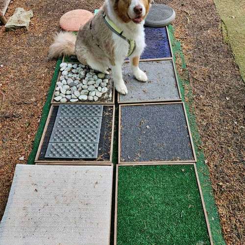 Hundeauslaufgebiet-Socialdog Rottweil-Bild