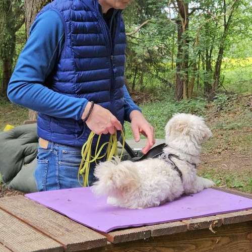 Hundeauslaufgebiet-Socialdog Rottweil-Bild