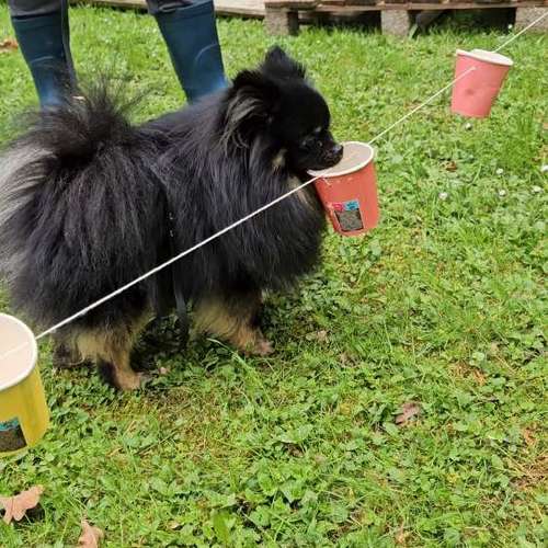 Hundeauslaufgebiet-Socialdog Rottweil-Bild