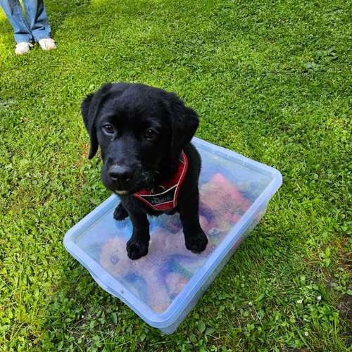 Hundeauslaufgebiet-Socialdog Rottweil-Bild