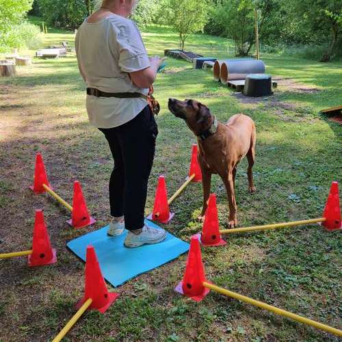 Hundeauslaufgebiet-Socialdog Rottweil-Bild