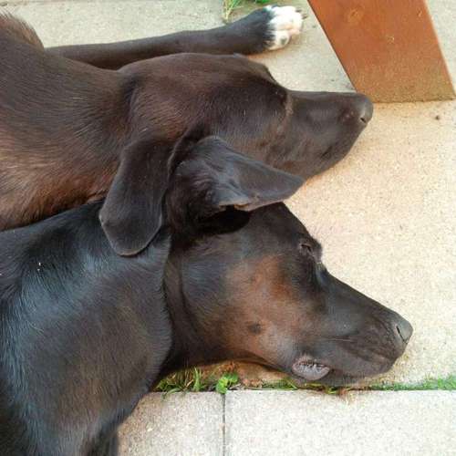 Hundeauslaufgebiet-Dr. Bopp und Dr. Meier-Bild