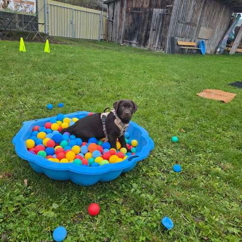 Hundeauslaufgebiet-Traildogs Hundetraining-Nicole Steinmetz -Bild