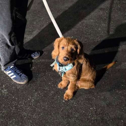 Hundeauslaufgebiet-Traildogs Hundetraining-Nicole Steinmetz -Bild