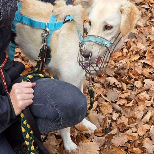 Hundeauslaufgebiet-Traildogs Hundetraining-Nicole Steinmetz -Bild