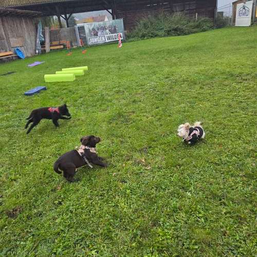 Hundeauslaufgebiet-Traildogs Hundetraining-Nicole Steinmetz -Bild