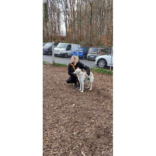 Hundeauslaufgebiet-Traildogs Hundetraining-Nicole Steinmetz -Bild