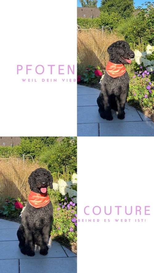 Hundeauslaufgebiet-Pfoten Couture-Bild