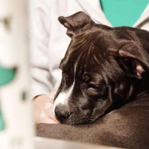 Hundeauslaufgebiet-THE WOOFY-Bild