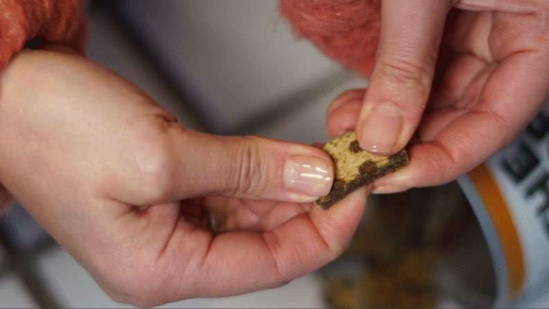 Hundeauslaufgebiet-THE WOOFY-Bild