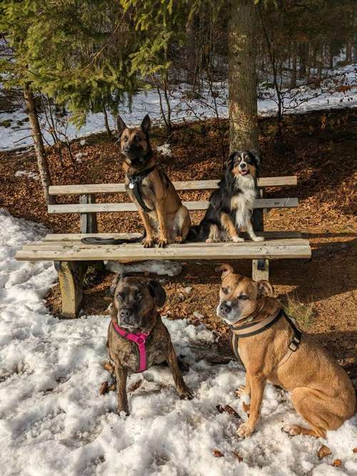 Hundeauslaufgebiet-T 'n' T - Training für Charakterköpfe-Bild