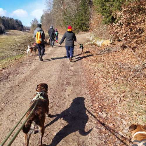 Hundeauslaufgebiet-T 'n' T - Training für Charakterköpfe-Bild