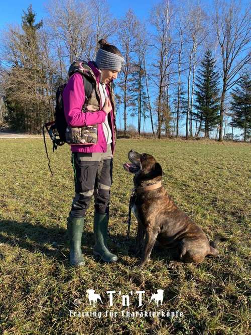 Hundeauslaufgebiet-T 'n' T - Training für Charakterköpfe-Bild