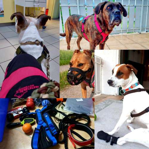 Hundeauslaufgebiet-T 'n' T - Training für Charakterköpfe-Bild