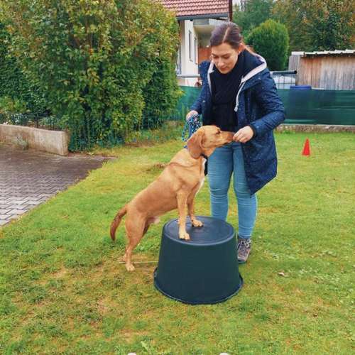 Hundeauslaufgebiet-T 'n' T - Training für Charakterköpfe-Bild