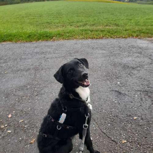 Hundeauslaufgebiet-T 'n' T - Training für Charakterköpfe-Bild