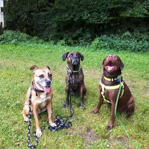 Hundeauslaufgebiet-T 'n' T - Training für Charakterköpfe-Bild