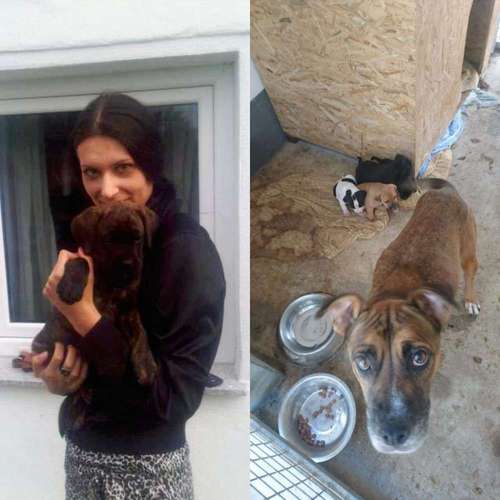 Hundeauslaufgebiet-T 'n' T - Training für Charakterköpfe-Bild