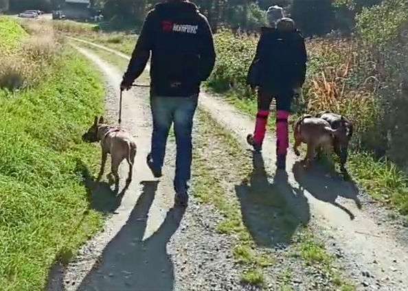 Hundeauslaufgebiet-T 'n' T - Training für Charakterköpfe-Bild