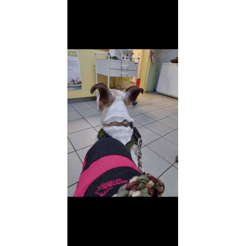 Hundeauslaufgebiet-T 'n' T - Training für Charakterköpfe-Bild