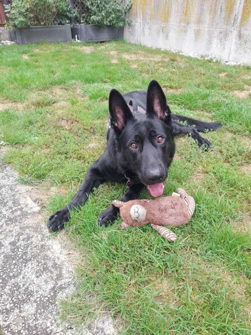 Hundeauslaufgebiet-T 'n' T - Training für Charakterköpfe-Bild