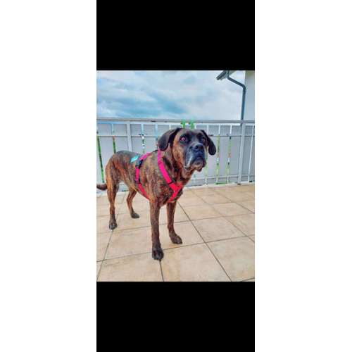 Hundeauslaufgebiet-T 'n' T - Training für Charakterköpfe-Bild