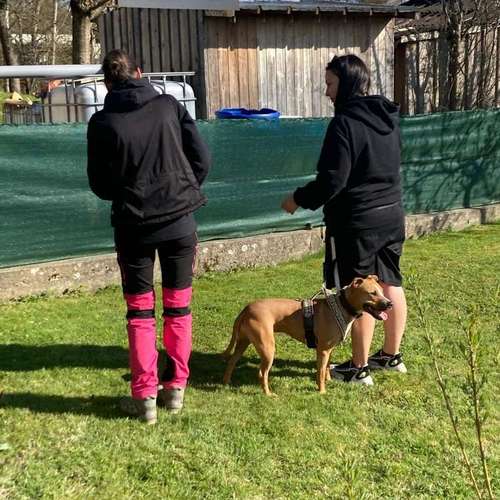 Hundeauslaufgebiet-T 'n' T - Training für Charakterköpfe-Bild