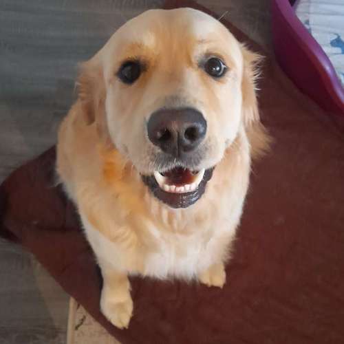 Hundeauslaufgebiet-T 'n' T - Training für Charakterköpfe-Bild