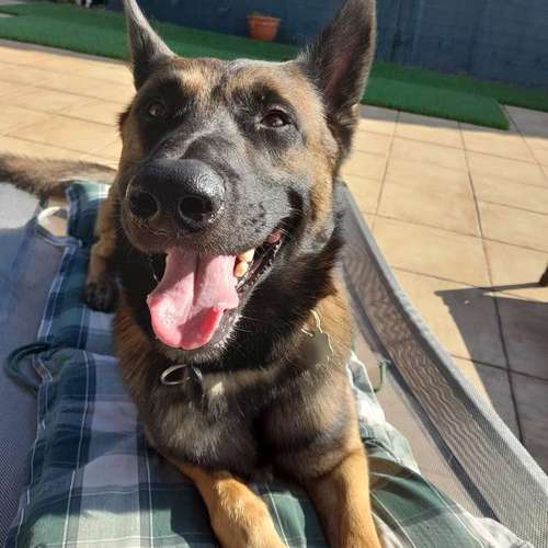 Hundeauslaufgebiet-T 'n' T - Training für Charakterköpfe-Bild