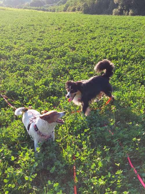 Hundeauslaufgebiet-T 'n' T - Training für Charakterköpfe-Bild