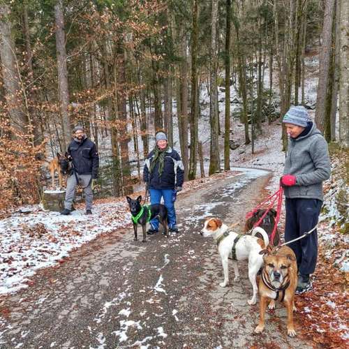 Hundeauslaufgebiet-T 'n' T - Training für Charakterköpfe-Bild