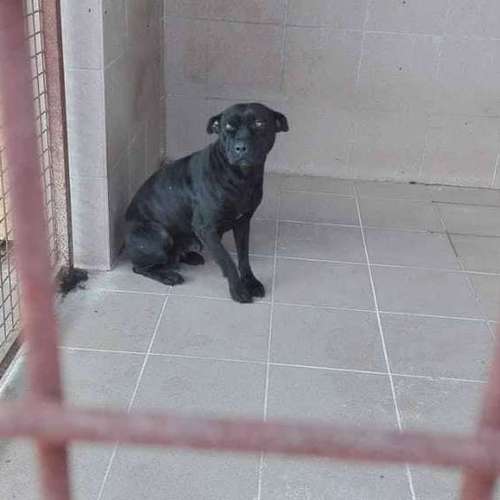 Hundeauslaufgebiet-T 'n' T - Training für Charakterköpfe-Bild