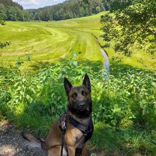 Hundeauslaufgebiet-T 'n' T - Training für Charakterköpfe-Bild