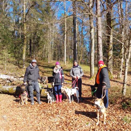 Hundeauslaufgebiet-T 'n' T - Training für Charakterköpfe-Bild