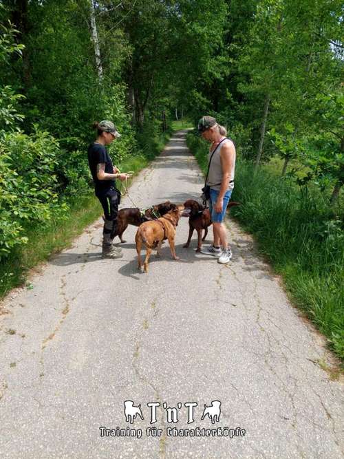 Hundeauslaufgebiet-T 'n' T - Training für Charakterköpfe-Bild