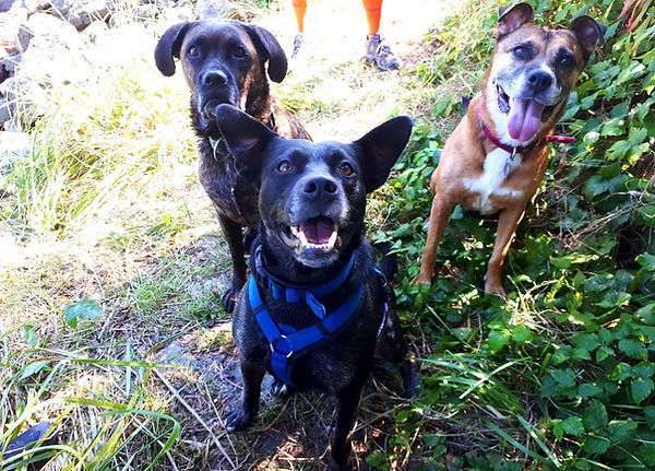 Hundeauslaufgebiet-T 'n' T - Training für Charakterköpfe-Bild