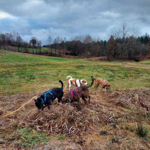 Hundeauslaufgebiet-T 'n' T - Training für Charakterköpfe-Bild