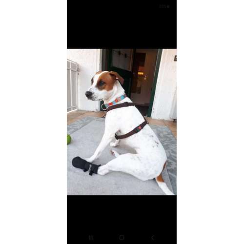 Hundeauslaufgebiet-T 'n' T - Training für Charakterköpfe-Bild