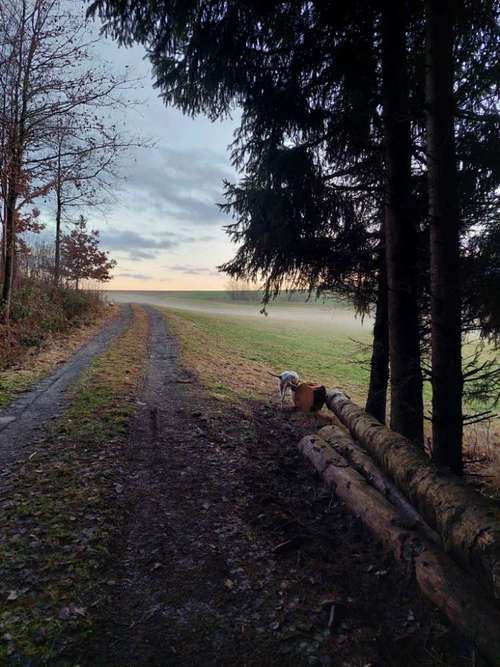 Hundeauslaufgebiet-T 'n' T - Training für Charakterköpfe-Bild