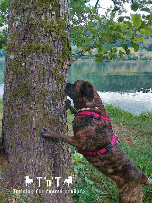 Hundeauslaufgebiet-T 'n' T - Training für Charakterköpfe-Bild