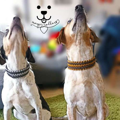 Hundeauslaufgebiet-Magic Collars-Bild