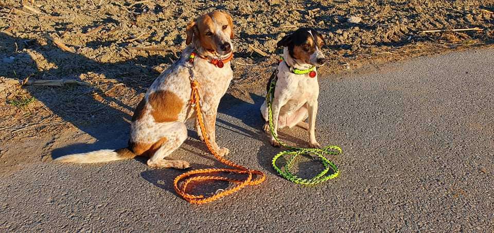 Hundeauslaufgebiet-Magic Collars-Bild