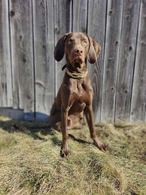 Hundeauslaufgebiet-Magic Collars-Bild